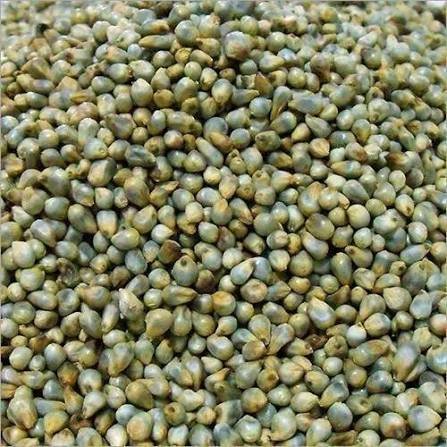 Pearl Millet (बाजरा) grains for wholesale trading