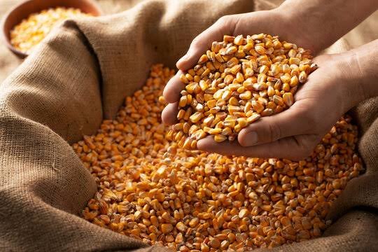 Maize (मक्का) grains for wholesale trading