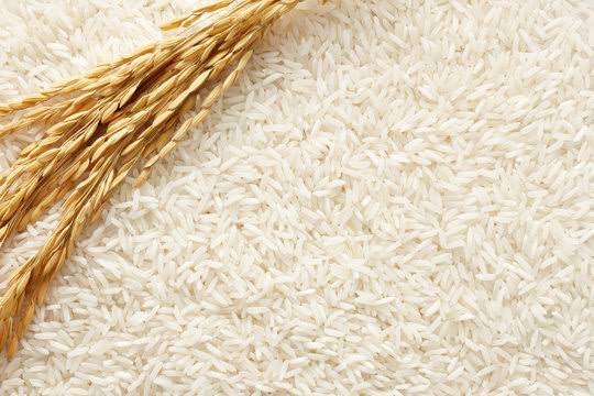 Rice (राइस) grains for wholesale trading
