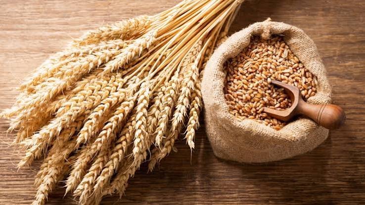 Wheat (गेहूं) grains for wholesale trading